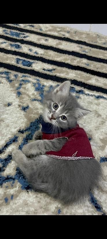 sarı pişik: Britan, Dişi, Yaxşı əllərə, Ödənişli çatdırılma — 2
