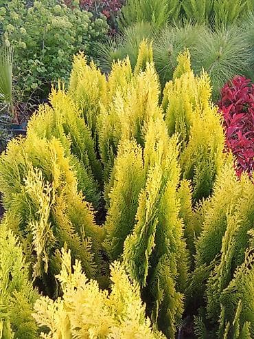 sine boyuden bitki: Qızılı tuya (Thuja occidentalis ‘Golden’ tipli dekorativ həmişəyaşıl) — 1