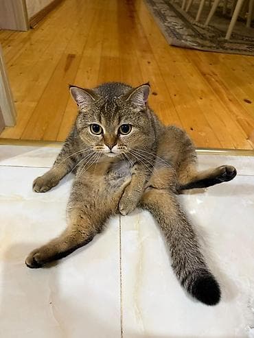 pişik tasması: Məhsul: Pişik şotlantdi — 3