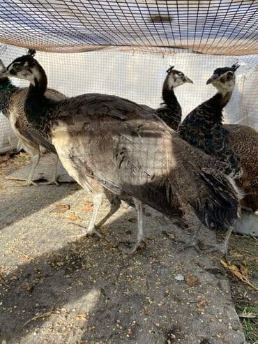 qəfəs quşları: Məhsul: Tovus quşları (pavlin) Təsvir: - Şəkillərdə bir neçə baş gənc — 3
