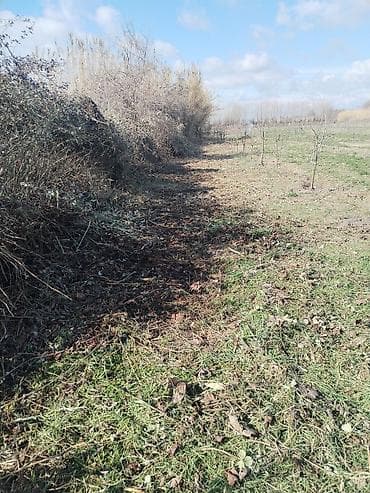 Kənd təsərrüfatı