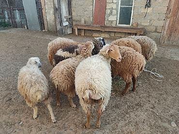 Digər heyvanlar: Erkey qoyunlar 8 eded hamsi erkeydi — 3