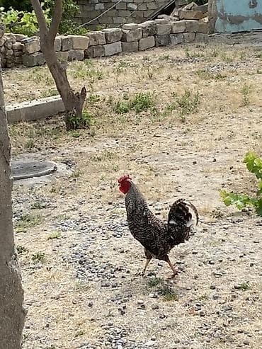Yerli təsərrüfat heyrati xoruzu unvan Novxani kend — 2