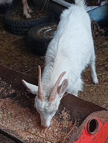 ucuz keçi: Salam 1ədəd sanen dişi çəpiş Ağ rəngli gənc keçi - Cins: yerli dağ — 1