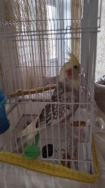 bülbül quşu haqqında məlumat: Nymph parakit (kakarik/kozalak) – qəfəs və aksesuarlarla birlikdə — 1