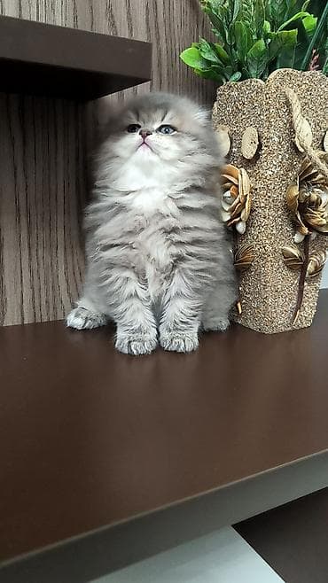 породистые собаки в добрые руки: Шотландская длинношерстная — 1