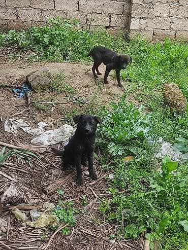 qaz heyvan: 6 ay — 4