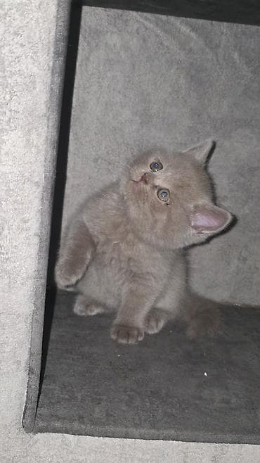 pişik tualet: Şotland yastı qulaq — 2