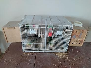 2 gözlü qəfəs 2 cüt papuqay.bir cütünun altında 8 yumurta var bir