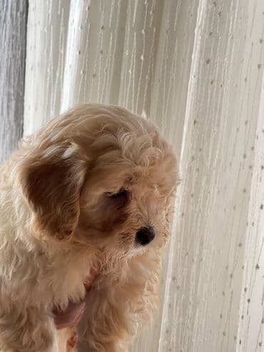 pomeranian spitz satilir: Malta bolonka, 1 ay — 2