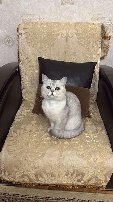 heyvanlar: Britan — 1