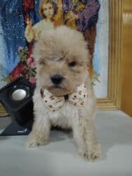 pudeler: Щенок мальтипу мини . мальчик .мама мальтипу папа пудель — 3