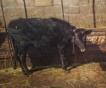 cins inəy: 3 ədəd erkək dana 3900 azn — 1