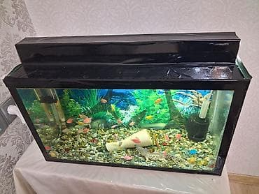 neon isiqlar: Dördbucaq akvarium, Balıqlarla birlikdə, 50 l — 2