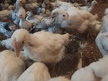 balaca itler satisi: Serbirs colpalar artiq 3 ayliqdirlar. Yumurtalıq ve ətlik cinsdir — 2