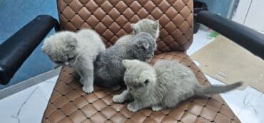 siam pişiyi qiyməti: Şotland, Erkək, Dişi, Yaxşı əllərə, Ödənişli çatdırılma — 9