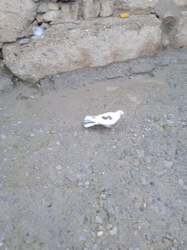 coban iti adlari: Ağ-qəhvəyi rəngli göyərçin - Bədən rəngi ağ, kürək və qanad üstündə — 5