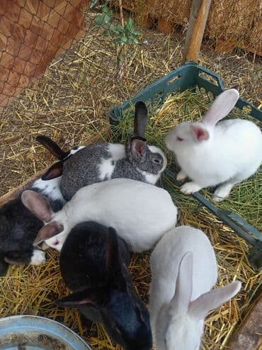 kaliforniya dovşanı: Doşan satlır 5 yerli saort 1qalifoniya — 5