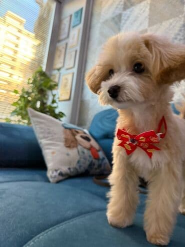 мальтипу купить: 4 ay, Dişi, Peyvəndli, Ünvandan götürmə — 4