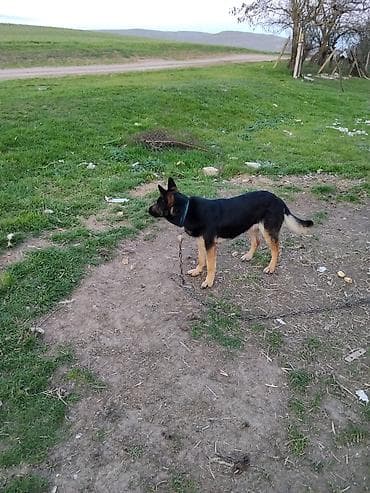 ucuz keci: Alman çoban iti, 7 ay, Dişi — 3