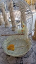 Информатика: Korellalar satılır. 3 dənədi 1 - i əl quşudu. Qəfəs qarışıqda — 12