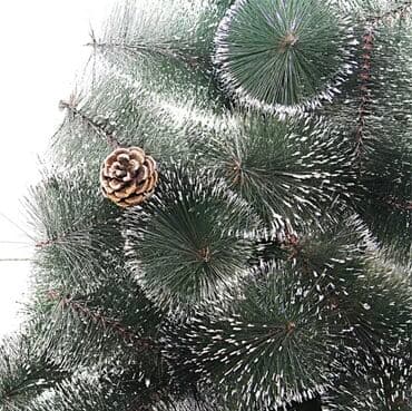 avokado ağacı: Yolka — 2