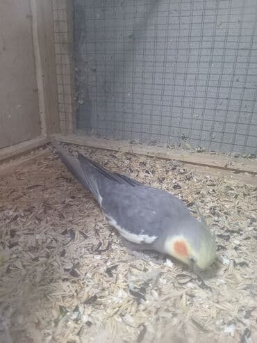 qu quşu: Korellla satılır. Ərkeydi əldən simiçqa yeyir. Ev şəraitində bəsləmək — 2