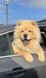 купить щенка чау чау: Чау-чау — 3