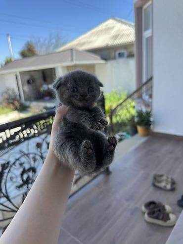 labrador satilir: Şotland yastı qulaq, Yaxşı əllərə — 7