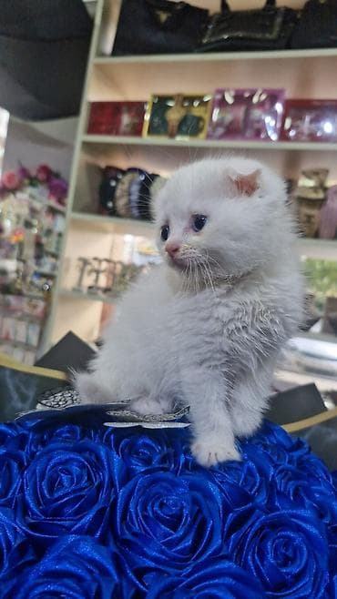 pişim: Şotland yastı qulaq — 2