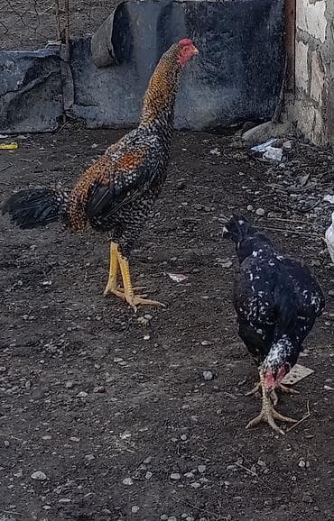 bulbul quşu: Xoruz, Heyratı, il: <1, Ödənişli çatdırılma — 2