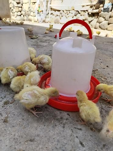 bildircin eti satisi: 1 heftelik bildirçin balaları, 0.60 qəpik — 3