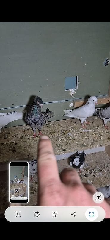 arpa bugda satisi: Salam olsun hər kəsə 6dənə tutulma heyvanlardı 6sı 70 manat ünvan bakı — 1