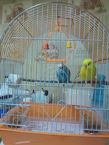 qus adlari: Dalğalı tutuquşular cütü və qəfəs dəsti Məhsulun tərkibi: - 2 ədəd — 2