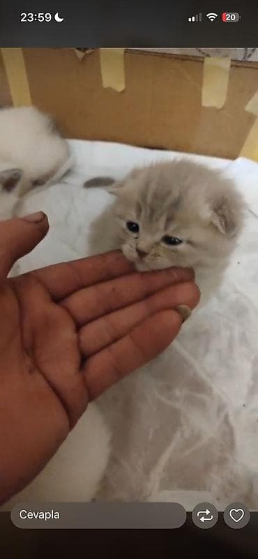 britanski pisik: Britan — 4