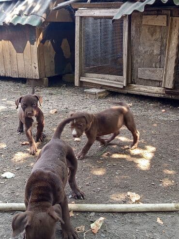 gencede itler: Pitbul, 2 ay, Erkek, Sənədli, Ünvandan götürmə — 2