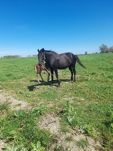 cins piwikler: Maraqlı at ana-buzağı tandemi - Qara rəngli madyan və yanında taya — 3