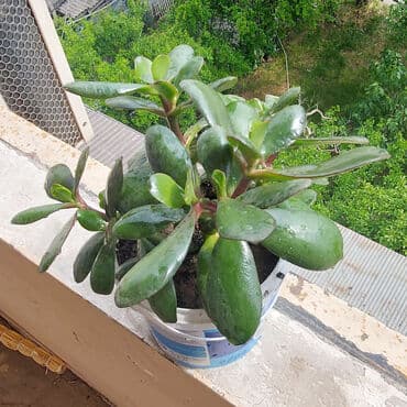 bonsai ağacı haqqında məlumat: Pul ağacı meşə torpağına əkilmişdir. Pul ağacı, xüsusilə quru iqlimə — 4
