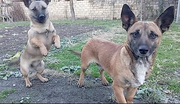 alman kurdu iti: Məhsul: Kiçik ölçülü itlər (2 ədəd) cütü 200 manat Təsvir: - Qısa — 1