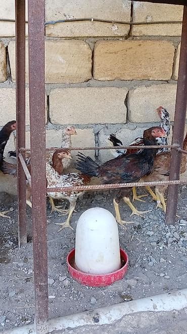 hamster near me: Toyuq cücələri, Damazlıq — 4