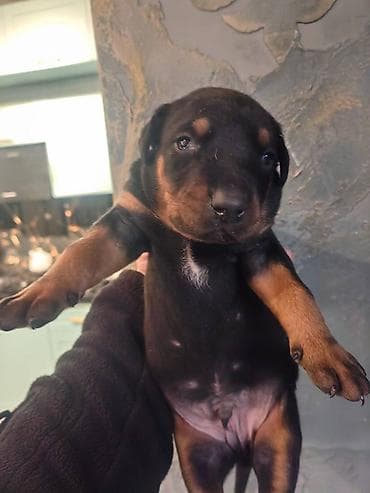 pulsuz it satilir: Doberman, Pulsuz çatdırılma — 5