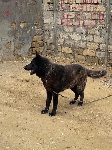 Alman çoban iti, 3 il, Erkek, Peyvəndli, Ünvandan götürmə lalafo.az -da Alman çoban iti, 3 il, Erkek, Peyvəndli, Ünvandan götürmə