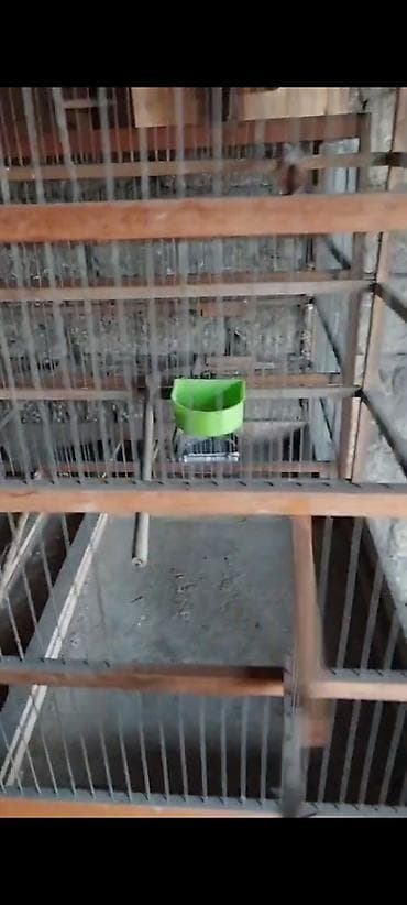 toptan yem satışı: Taxta çərçivəli, metal torlu böyük qəfəs - Karkas: möhkəm taxta — 3