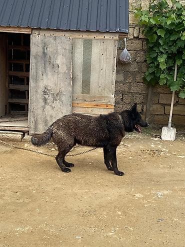 kanqal satisi: Alman çoban iti, 3 il, Erkek, Peyvəndli, Ünvandan götürmə — 5