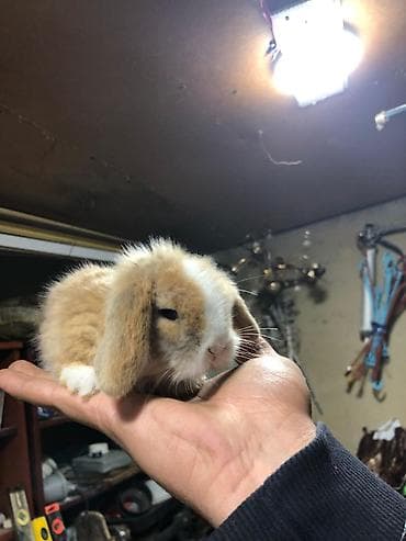 dekarativ heyvanlar: Karlik sallag qulaq balalari Rəng: qızılı-krem və ağ ləkəli Tam — 9