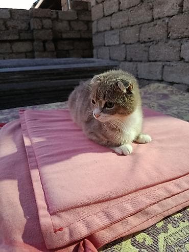 heyvan: Şotland pişiyidi 3ayliqdi razilasmaq olar ev terbiyesi var Vatsap — 4