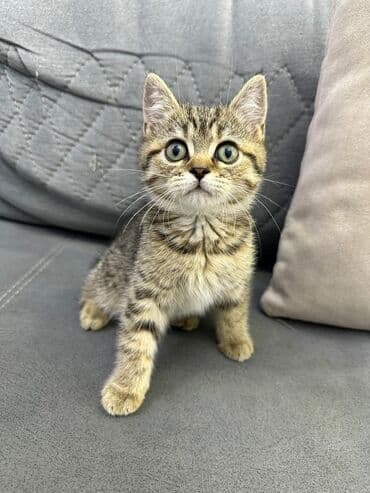 собака отдам в хорошие руки: Табби, Самец, В добрые руки — 2