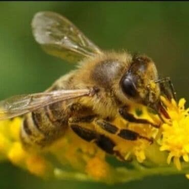 семена чиа баку: Astaranın cicək balı — 4