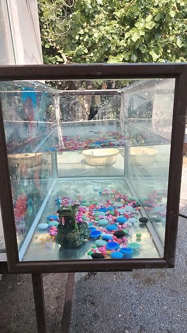 balaca akvarium: Akvaryum – şüşə korpuslu, düzbucaqlı forma. Ön, yan vəa arxa divarlar — 4