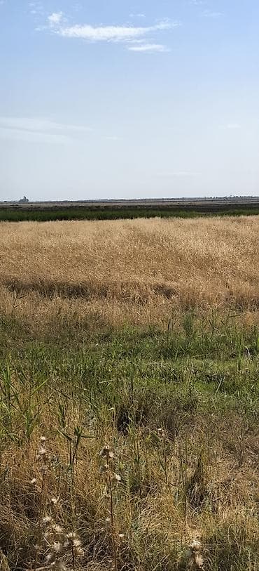 qara torpaq ve peyin: Arpa satılır. hələ biçilməyib, təxminən 12-15 ton məhsul olacaq in şə — 2